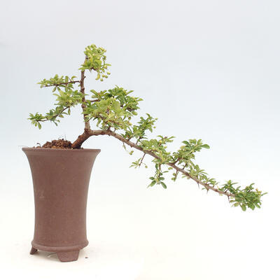 Vonkajší bonsai - Pyracantha tetón - Hlohyňa šarlátová - 3