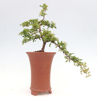 Vonkajší bonsai - Pyracantha tetón - Hlohyňa šarlátová - 3