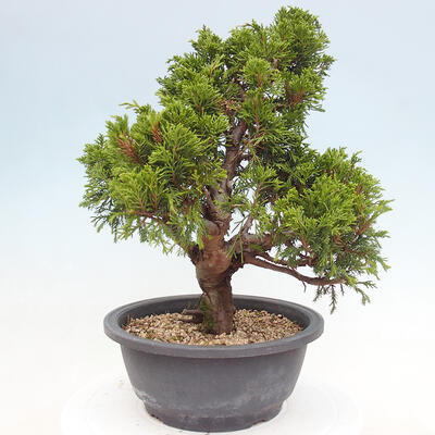 Vonkajší bonsai - Juniperus chinensis Itoigawa -Jalovec čínsky - 3