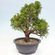 Vonkajší bonsai - Juniperus chinensis Itoigawa -Jalovec čínsky - 3/4