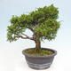 Vonkajší bonsai - Juniperus chinensis Itoigawa -Jalovec čínsky - 3/4