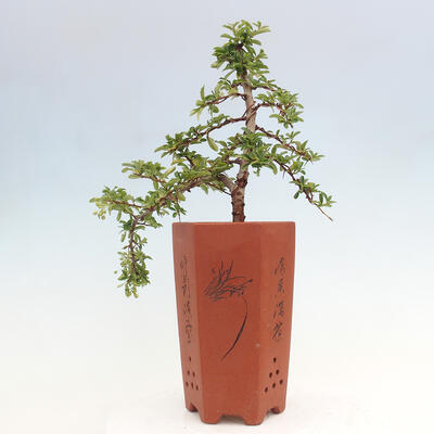 Vonkajší bonsai - Pyracantha tetón - Hlohyňa šarlátová - 3