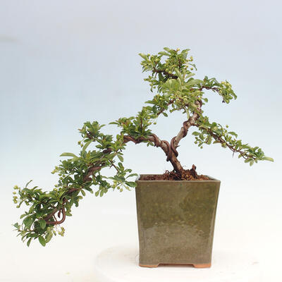 Vonkajší bonsai - Pyracantha tetón - Hlohyňa šarlátová - 3