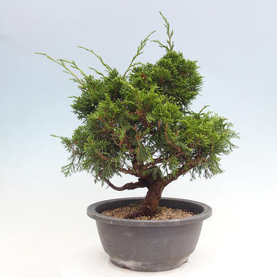 Vonkajší bonsai - Juniperus chinensis Itoigawa -Jalovec čínsky - 3