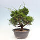 Vonkajší bonsai - Juniperus chinensis Itoigawa -Jalovec čínsky - 3/4