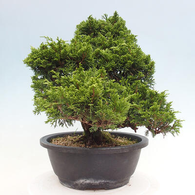 Vonkajší bonsai - Juniperus chinensis Itoigawa -Jalovec čínsky - 3