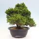 Vonkajší bonsai - Juniperus chinensis Itoigawa -Jalovec čínsky - 3/4