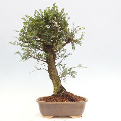 Vonkajšie bonsai - Zelkova - Zelkova NIRE - 3