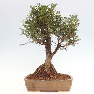 Vonkajšie bonsai - Zelkova - Zelkova NIRE - 3