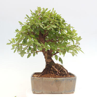 Vonkajšie bonsai - Zelkova - Zelkova NIRE - 3