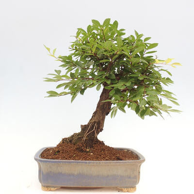 Vonkajšie bonsai - Zelkova - Zelkova NIRE - 3