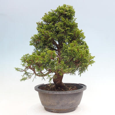 Vonkajší bonsai - Juniperus chinensis Itoigawa -Jalovec čínsky - 3