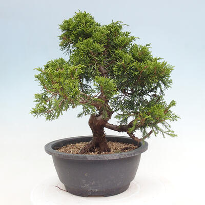 Vonkajší bonsai - Juniperus chinensis Itoigawa -Jalovec čínsky - 3