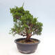 Vonkajší bonsai - Juniperus chinensis Itoigawa -Jalovec čínsky - 3/4