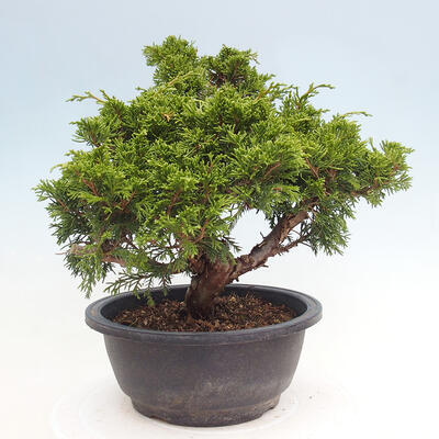 Vonkajší bonsai - Juniperus chinensis Itoigawa -Jalovec čínsky - 3