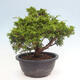 Vonkajší bonsai - Juniperus chinensis Itoigawa -Jalovec čínsky - 3/4