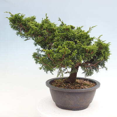 Vonkajší bonsai - Juniperus chinensis Itoigawa -Jalovec čínsky - 3