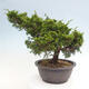 Vonkajší bonsai - Juniperus chinensis Itoigawa -Jalovec čínsky - 3/4