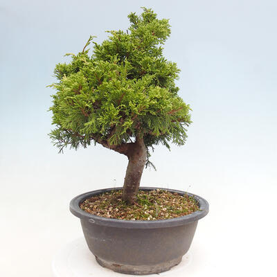 Vonkajší bonsai - Juniperus chinensis Itoigawa -Jalovec čínsky - 3