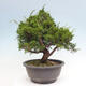 Vonkajší bonsai - Juniperus chinensis Itoigawa -Jalovec čínsky - 3/4