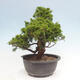 Vonkajší bonsai - Juniperus chinensis Itoigawa -Jalovec čínsky - 3/4