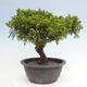 Vonkajší bonsai - Juniperus chinensis Itoigawa -Jalovec čínsky - 3/4