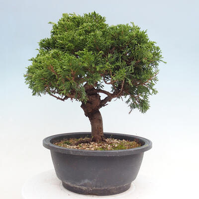 Vonkajší bonsai - Juniperus chinensis Itoigawa -Jalovec čínsky - 3