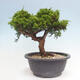 Vonkajší bonsai - Juniperus chinensis Itoigawa -Jalovec čínsky - 3/4