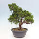 Vonkajší bonsai - Juniperus chinensis Itoigawa -Jalovec čínsky - 3/4