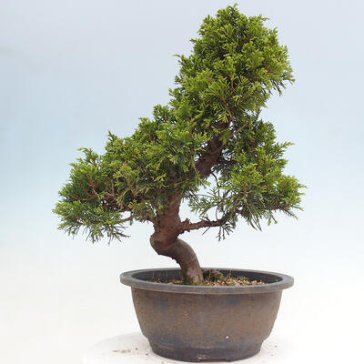 Vonkajší bonsai - Juniperus chinensis Itoigawa -Jalovec čínsky - 3