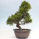 Vonkajší bonsai - Juniperus chinensis Itoigawa -Jalovec čínsky - 3/4