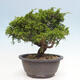 Vonkajší bonsai - Juniperus chinensis Itoigawa -Jalovec čínsky - 3/4