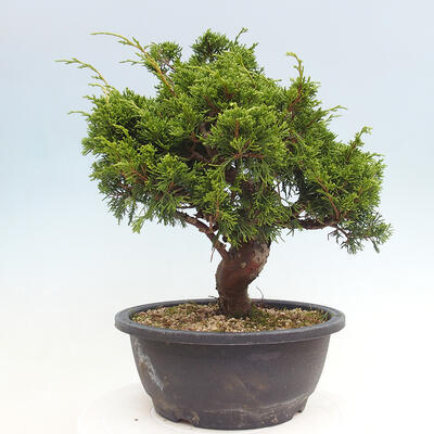 Vonkajší bonsai - Juniperus chinensis Itoigawa -Jalovec čínsky - 3