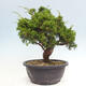 Vonkajší bonsai - Juniperus chinensis Itoigawa -Jalovec čínsky - 3/4