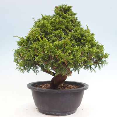 Vonkajší bonsai - Juniperus chinensis Itoigawa -Jalovec čínsky - 3