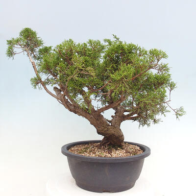 Vonkajší bonsai - Juniperus chinensis Itoigawa -Jalovec čínsky - 3