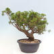 Vonkajší bonsai - Juniperus chinensis Itoigawa -Jalovec čínsky - 3/4