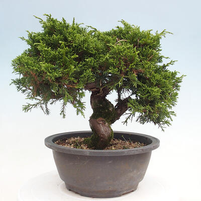 Vonkajší bonsai - Juniperus chinensis Itoigawa -Jalovec čínsky - 3