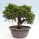 Vonkajší bonsai - Juniperus chinensis Itoigawa -Jalovec čínsky - 3/4