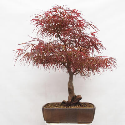 Vonkajší bonsai - Javor dlanitolistý - Acer palmatum RED PYGMY - 3