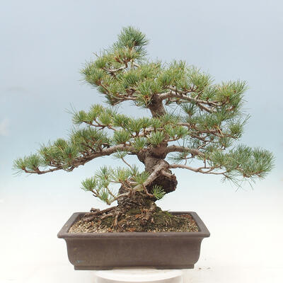 Vonkajší bonsai - Pinus parviflora - borovica drobnokvetá - 3