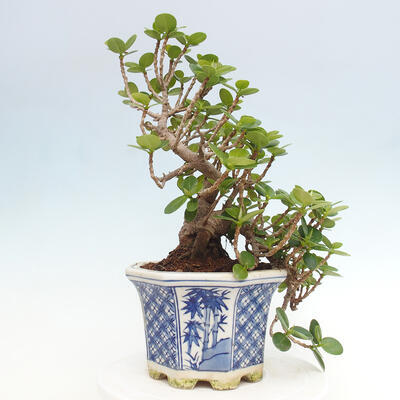 Izbová bonsai - Ficus Panda - malolistý fikus - 3