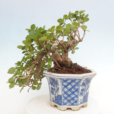 Izbová bonsai - Ficus Panda - malolistý fikus - 3