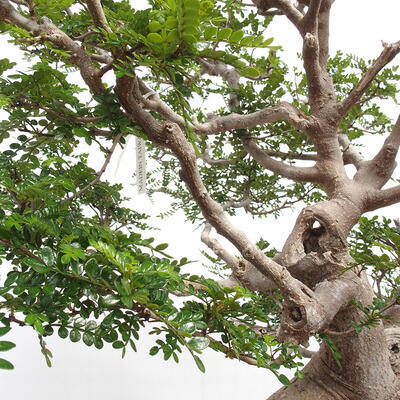 Izbová bonsai - Zantoxylum piperitum - korenistý - 3