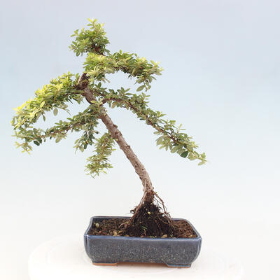 Vonkajší bonsai - Cotoneaster dám. Skogholm - Skalník - 3