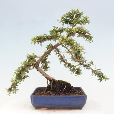 Vonkajší bonsai - Cotoneaster dám. Skogholm - Skalník - 3