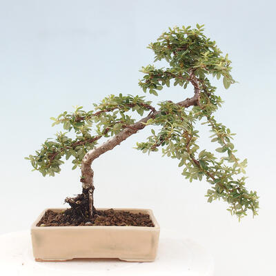 Vonkajší bonsai - Cotoneaster dám. Skogholm - Skalník - 3