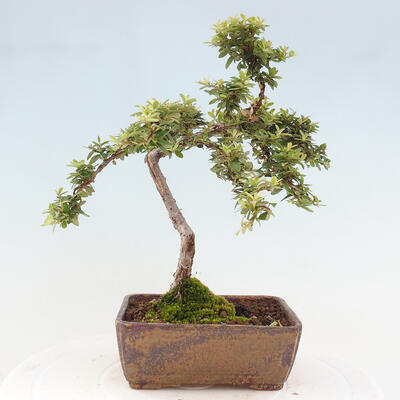 Vonkajší bonsai - Cotoneaster dám. Skogholm - Skalník - 3