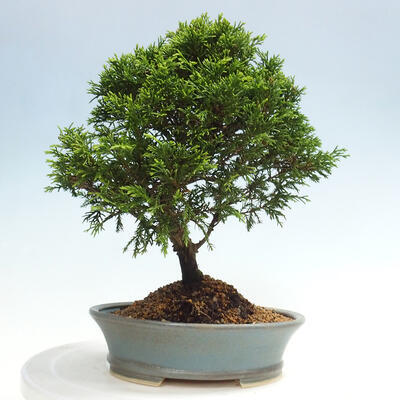 Vonkajší bonsai - Juniperus chinensis Itoigawa -Jalovec čínsky - 3