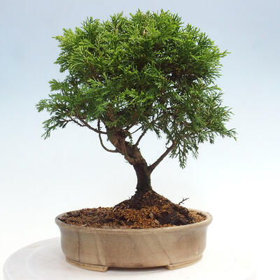 Vonkajší bonsai - Juniperus chinensis Itoigawa -Jalovec čínsky - 3